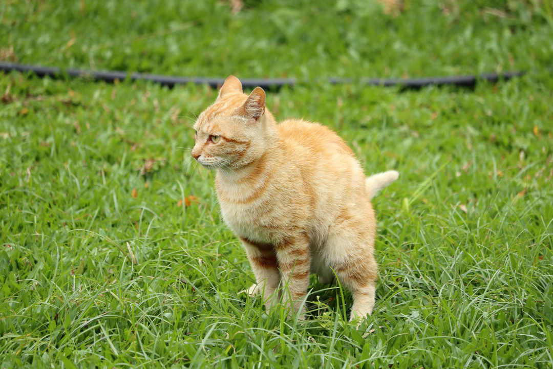 Is Orange Cat Poop A Good Sign Or A Bad One?