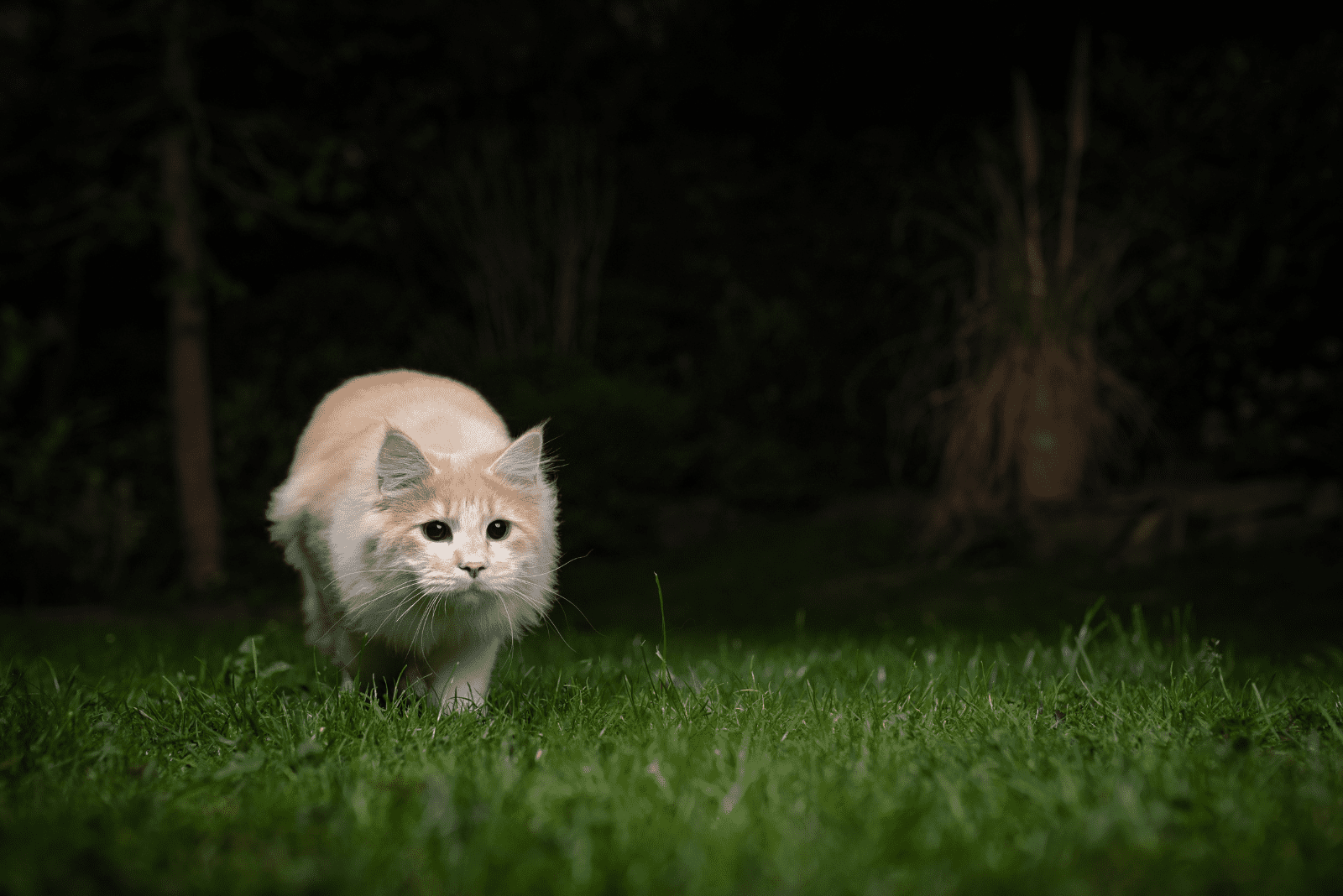 a beautiful cat walks around the garden