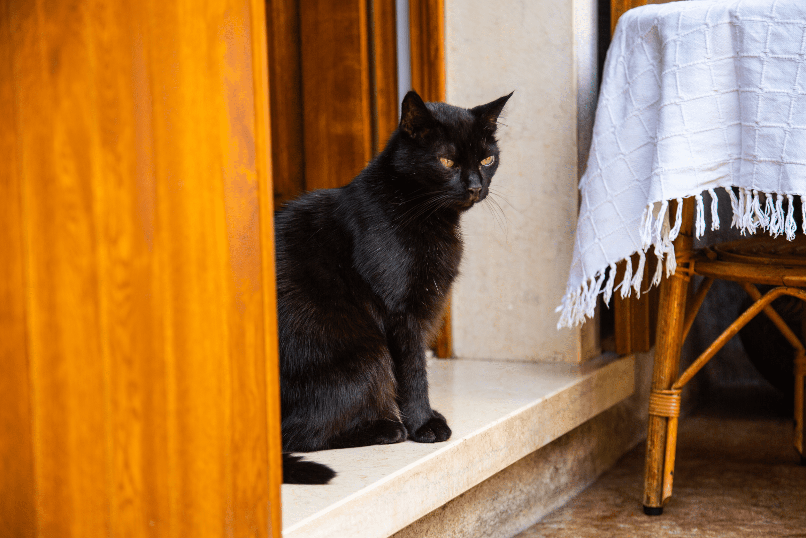 a black cat is standing on the threshold of the house