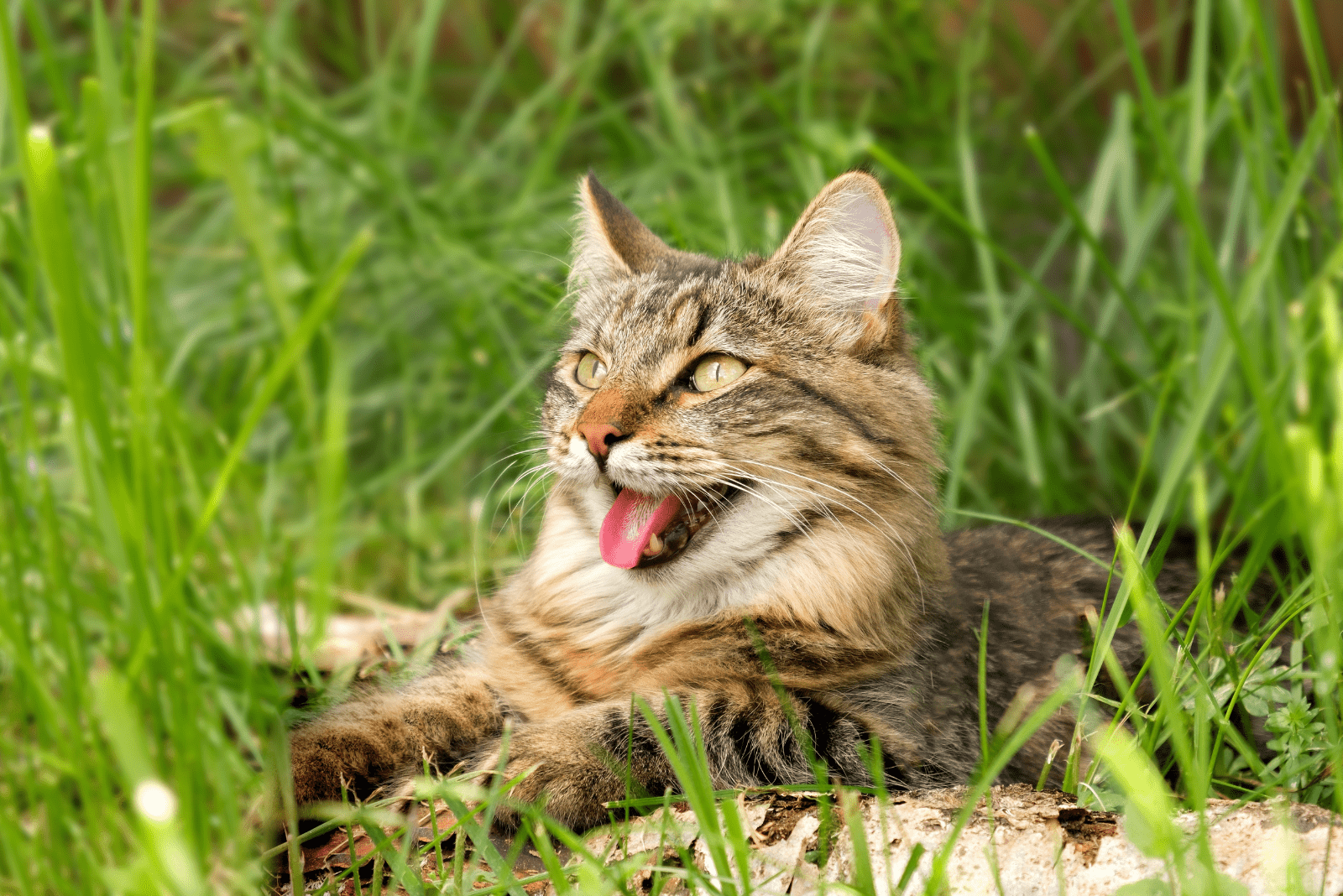 a cat with its tongue out is lying in the grass