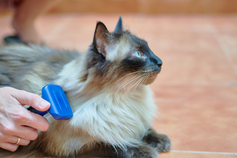 Are Siamese Cats Hypoallergenic? Here’s An Explanation