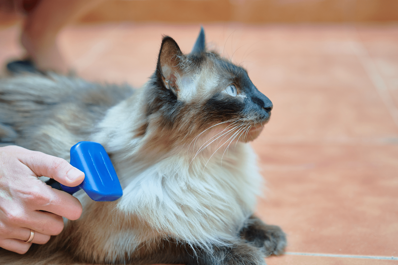a man brushes a Siamese cat