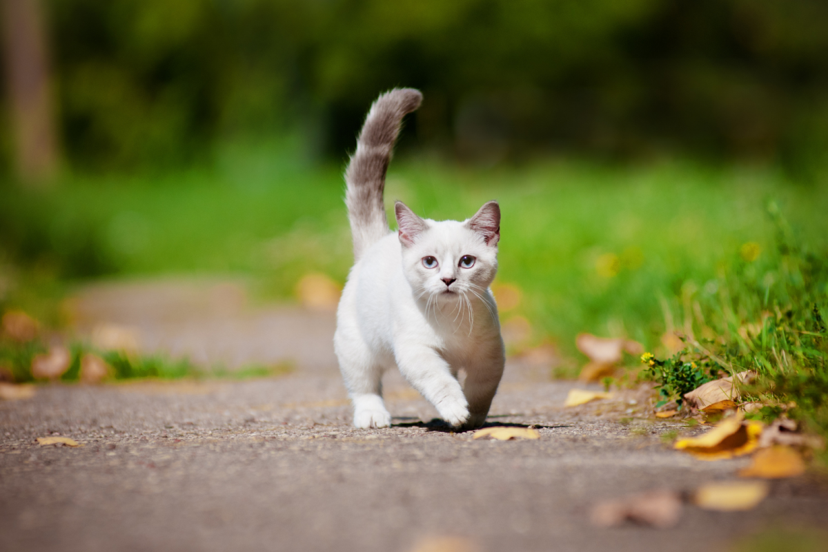 Munchkin Kittens For Sale Florida TOP Breeders List