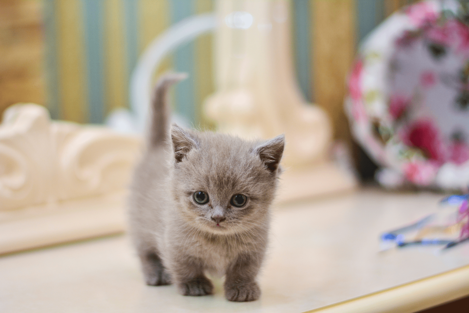 adorable gray Munchkin Kittens