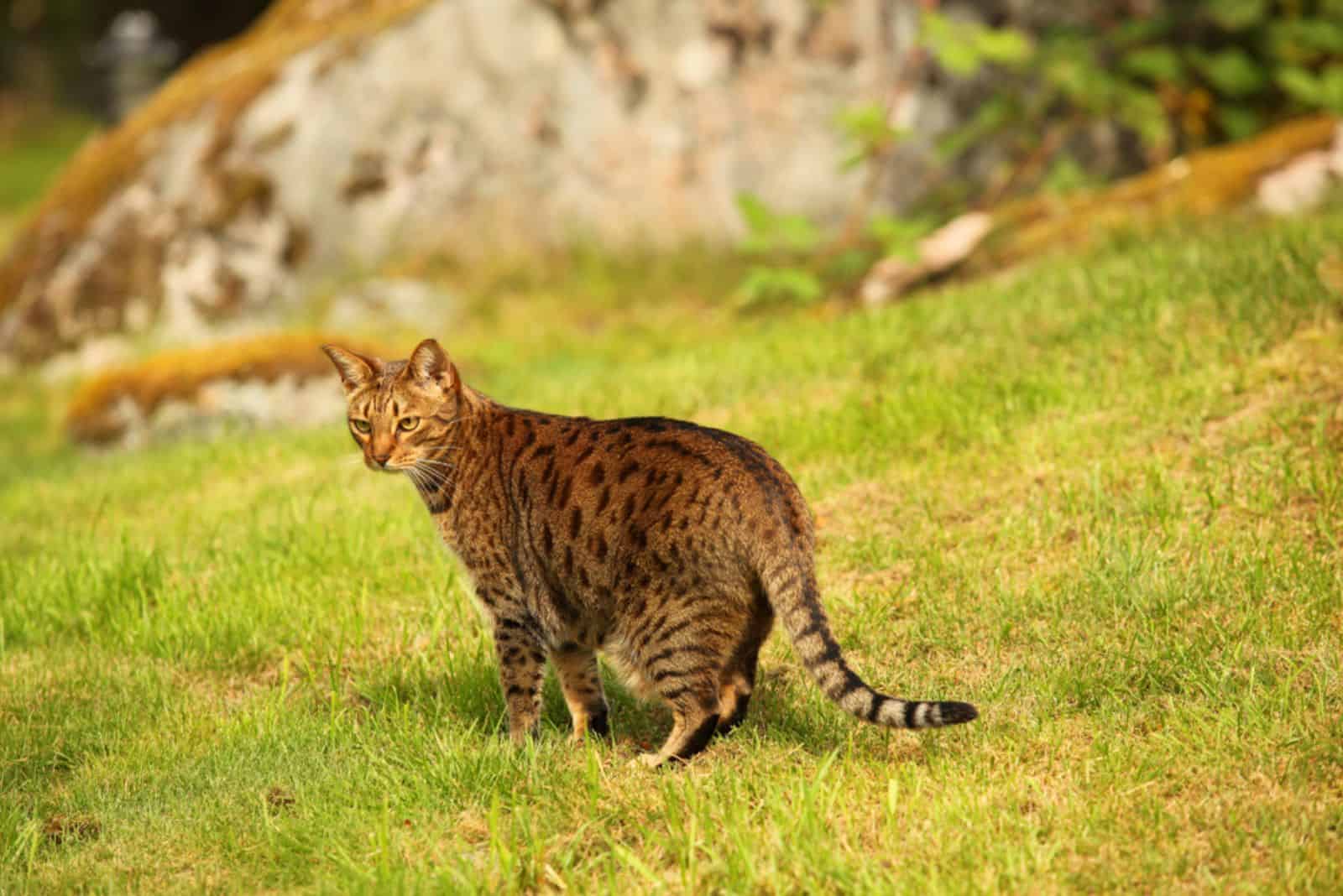 beautiful brown and black stripped and spotted ocicat cat