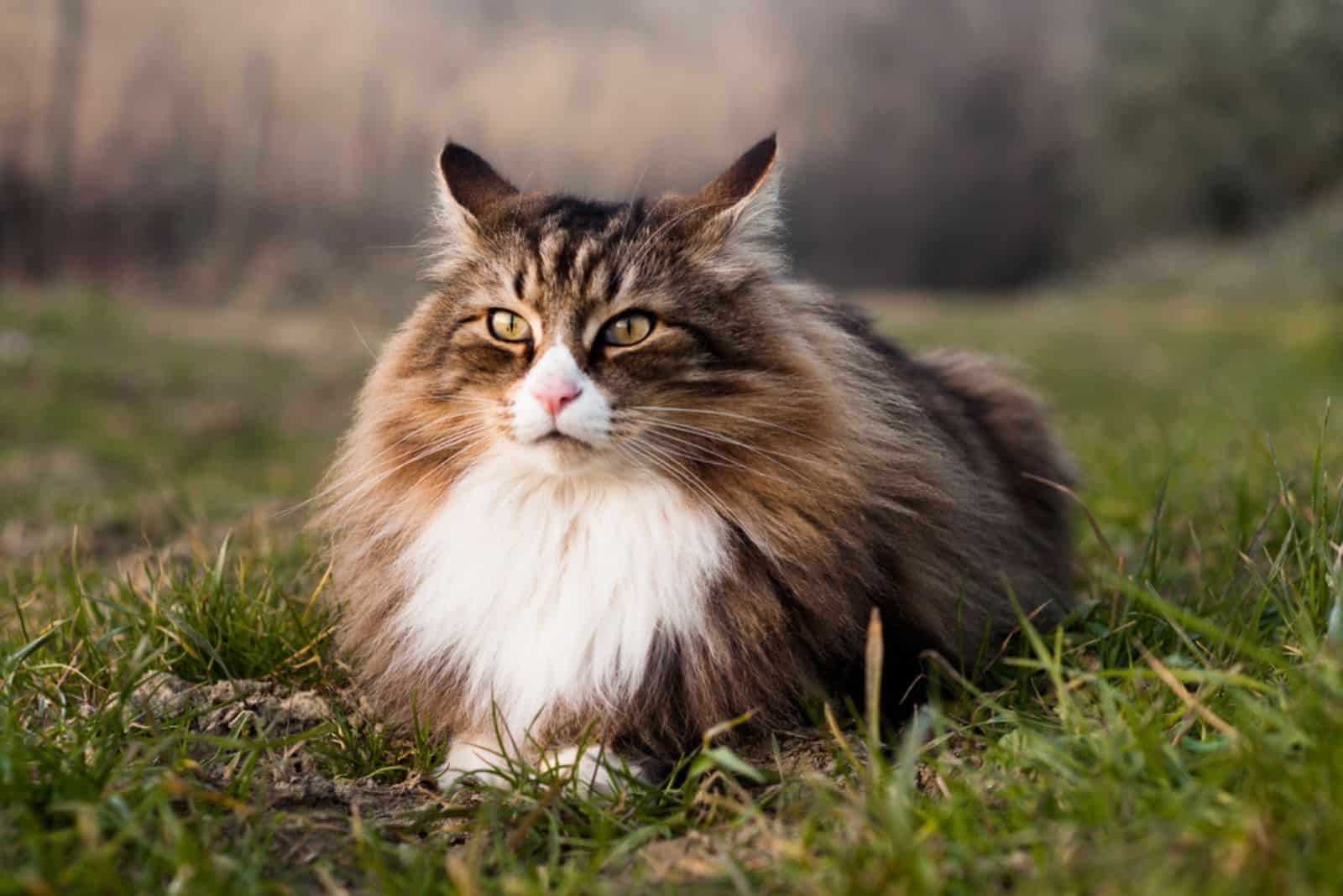 beautiful norwegian forest cat lying on the grass