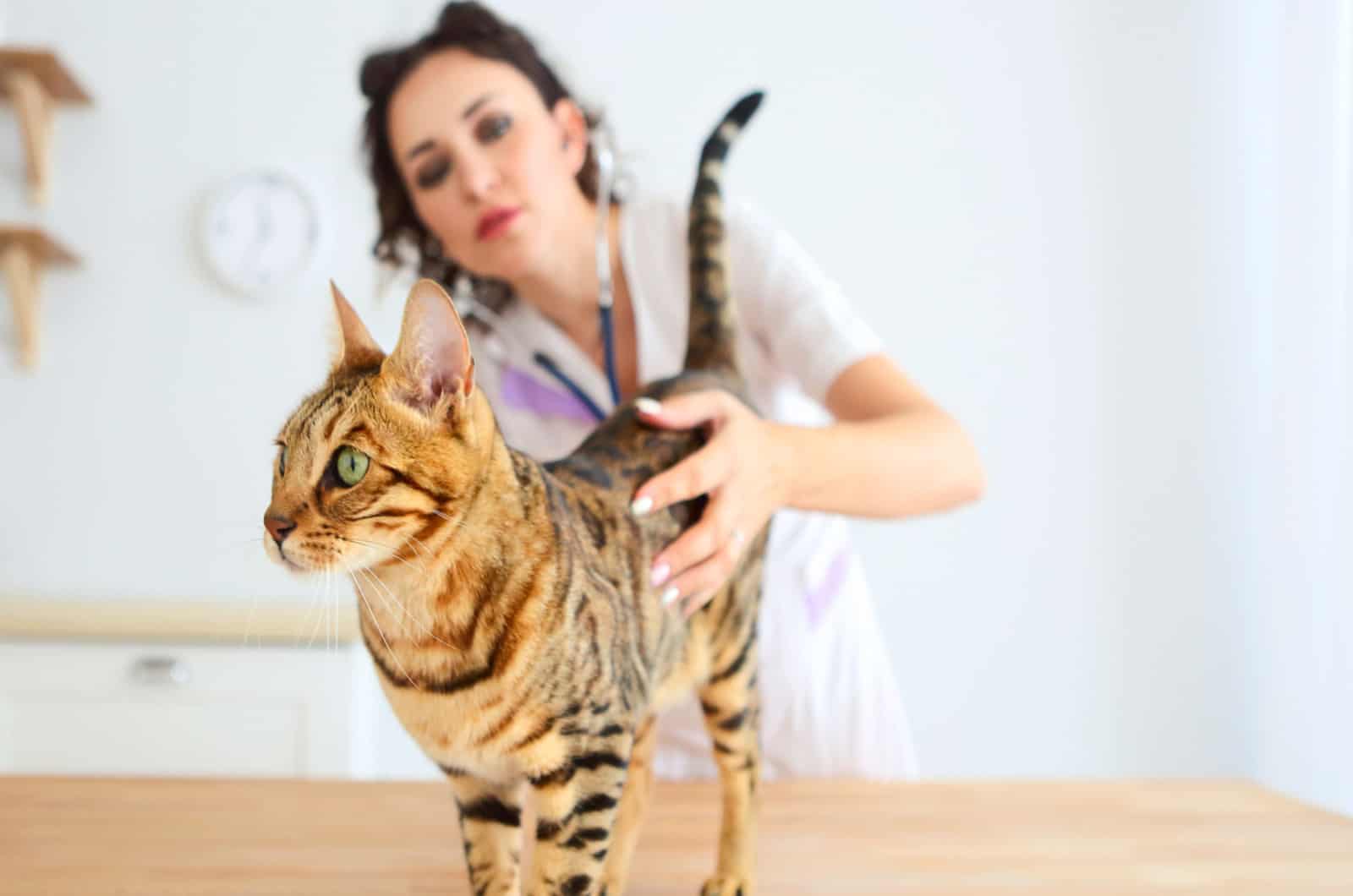 bengal cat at the vet