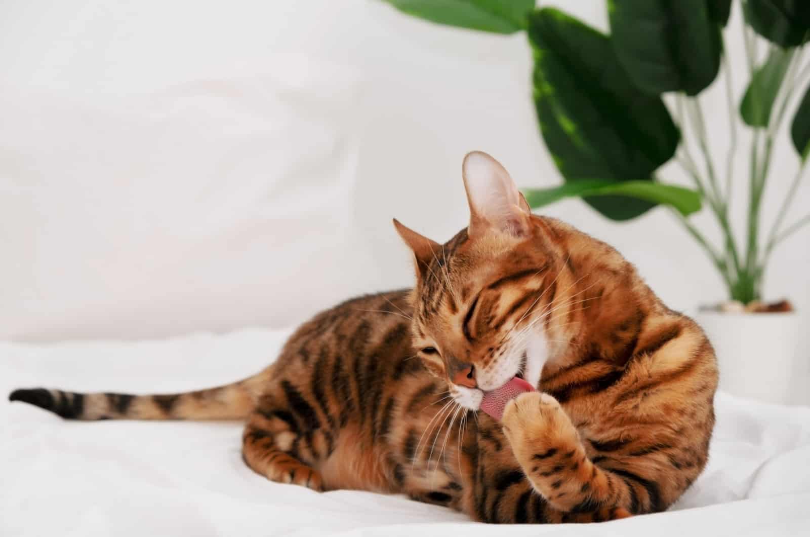 bengal cat cleaning itself