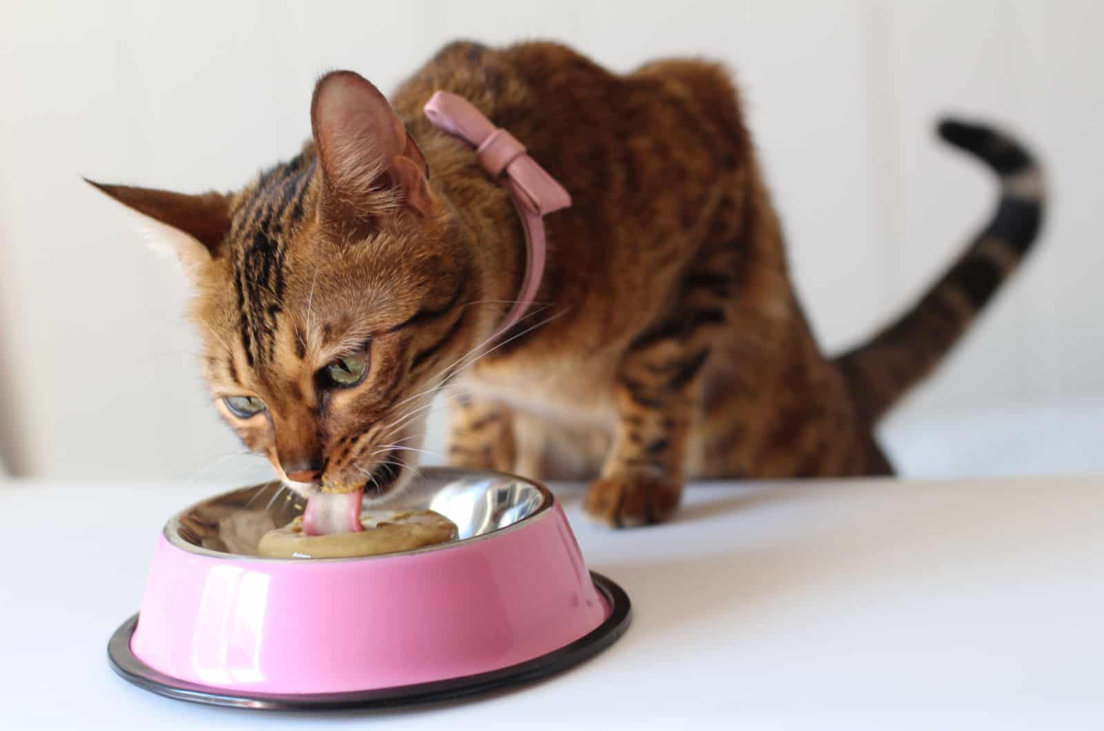 bengal cat enjoying a meal