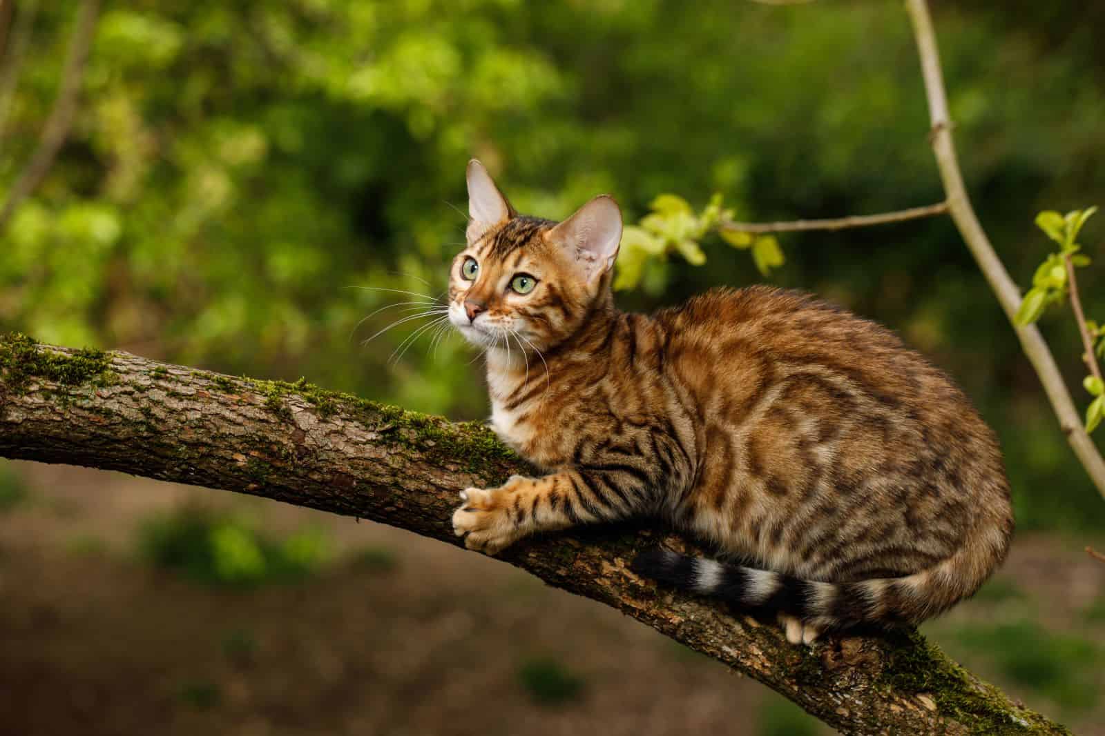 bengal cat on a tree