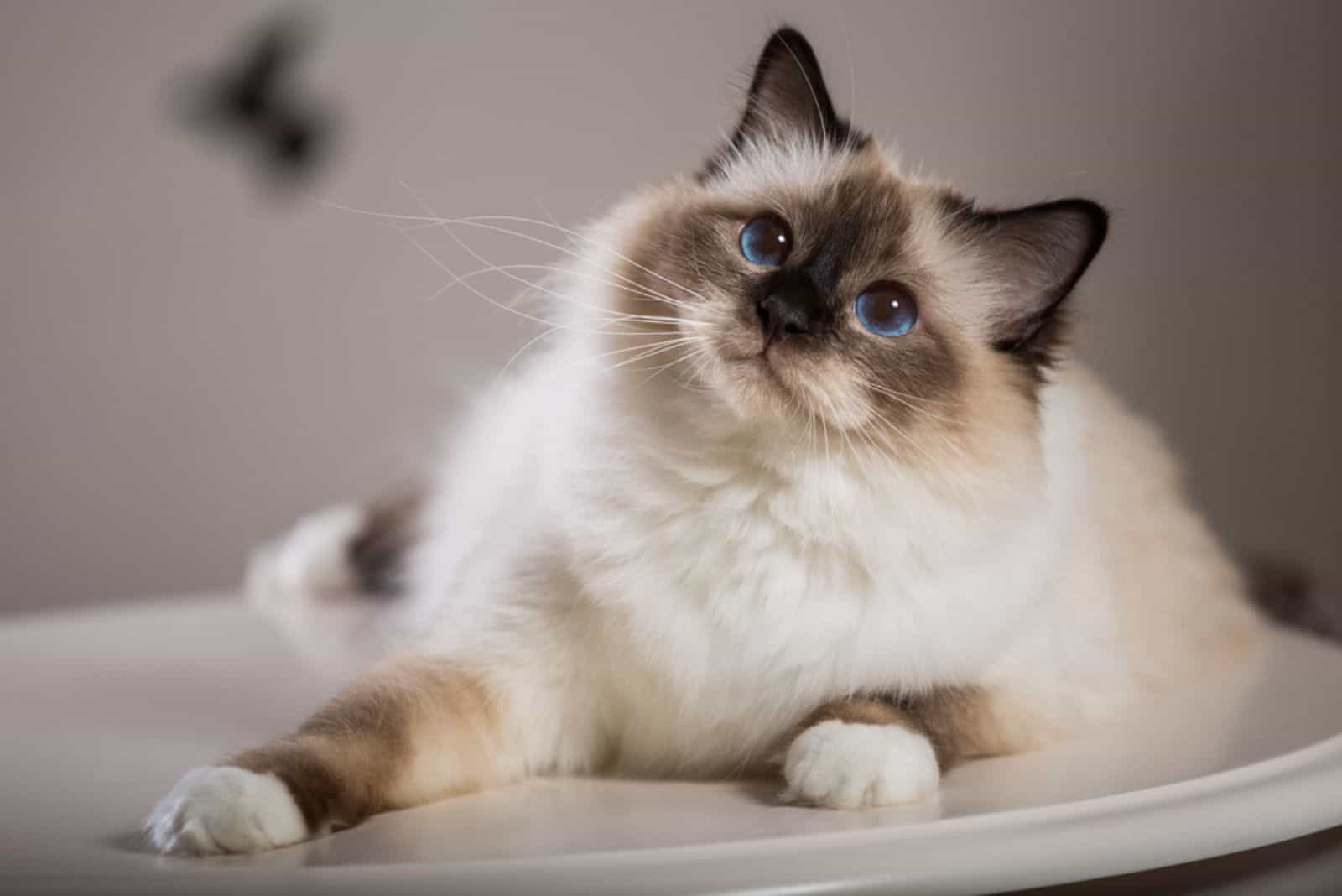 birman cat looking up