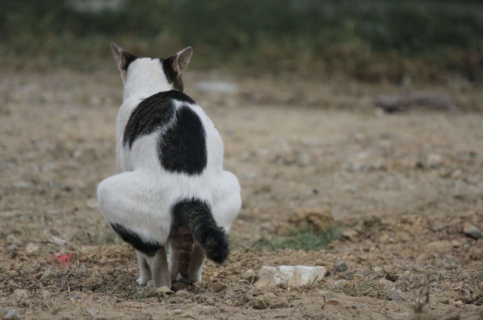 black and white cat pooping