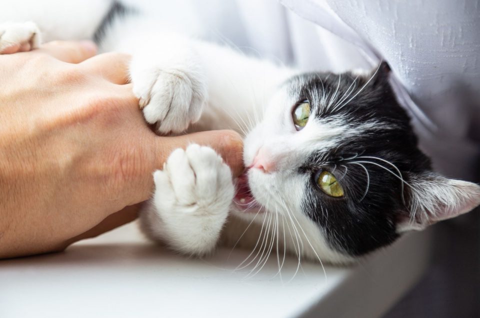 Why Does My Cat Bite Me Gently While Purring? Explained