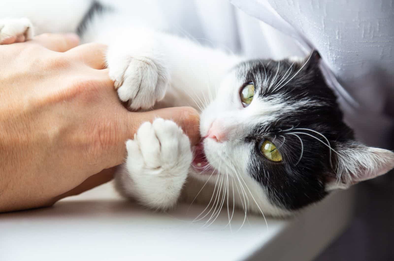 black and white cat purring while biting owner