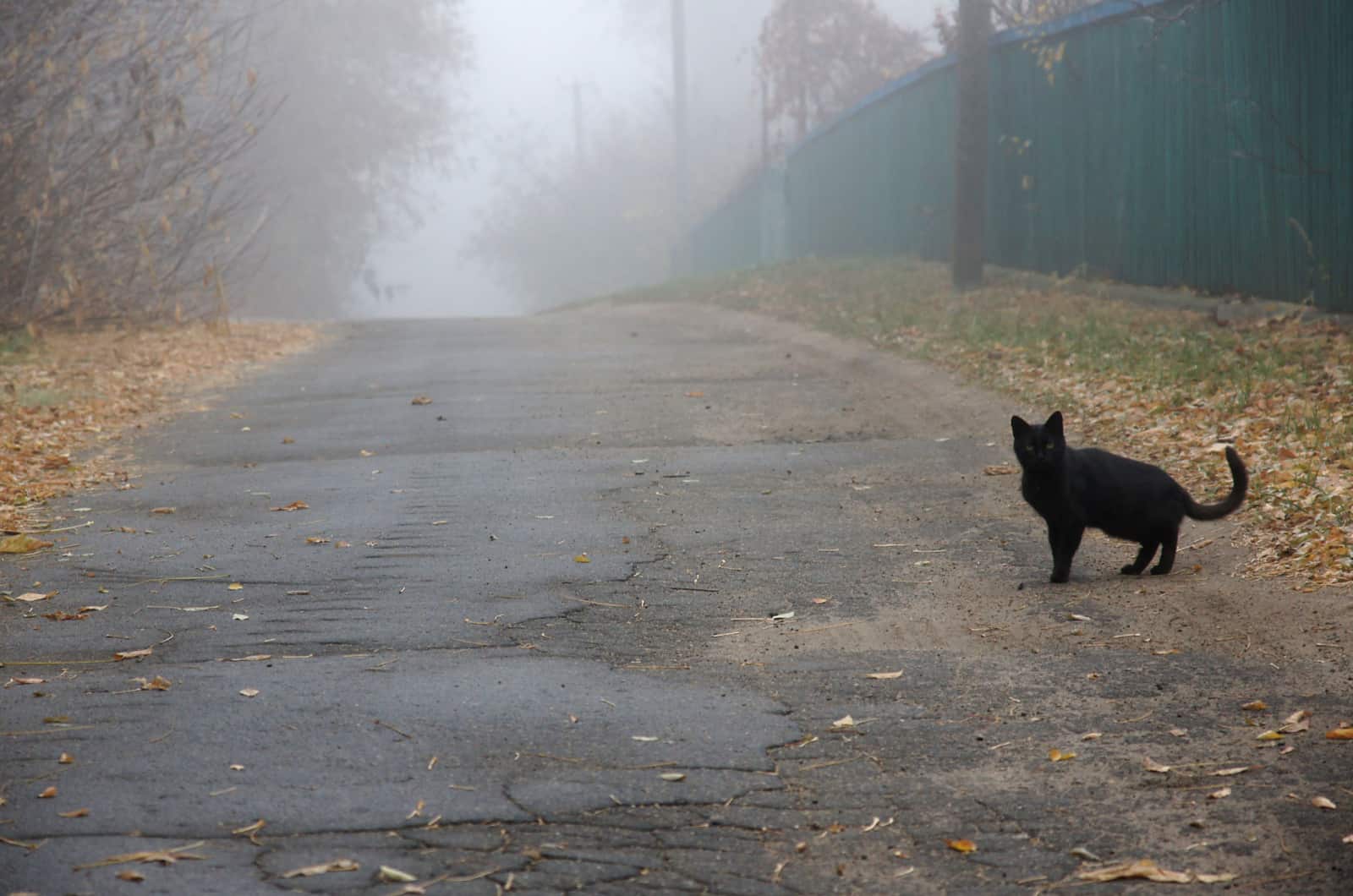 black cat crossing the road on a foggy morning