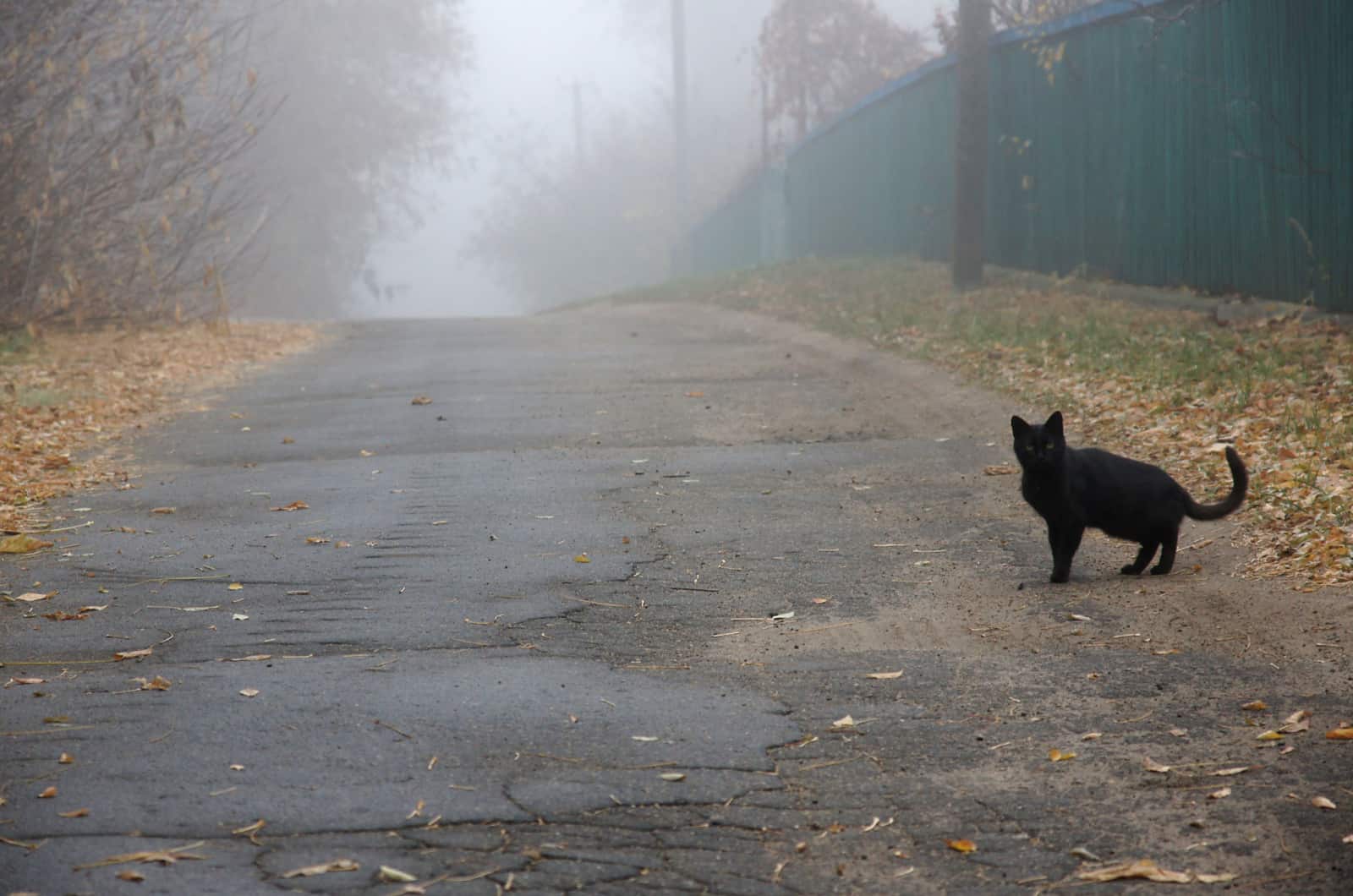 9 Meanings Of A Black Cat Crossing Your Path While Driving