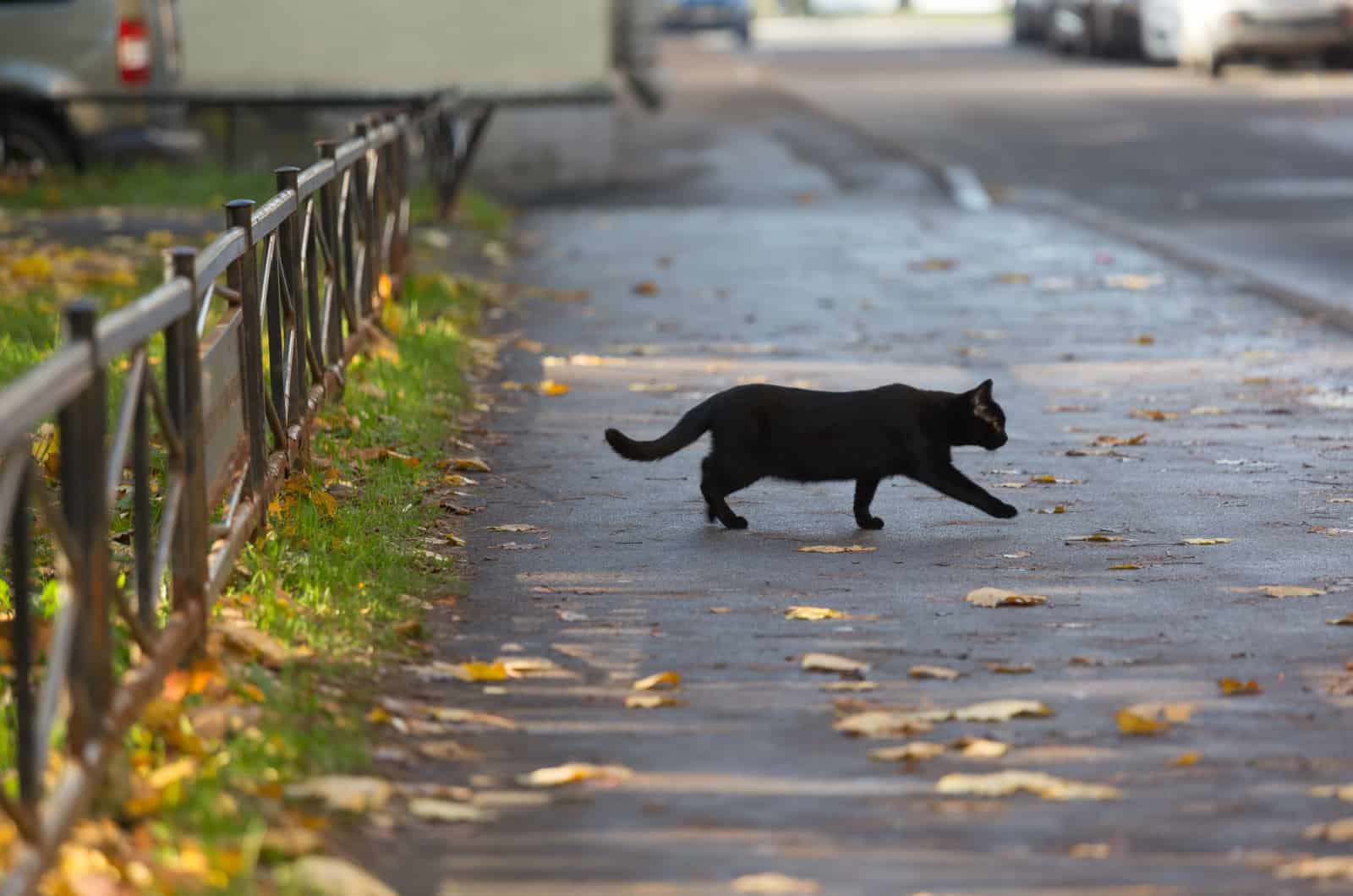 black cat crossing the road