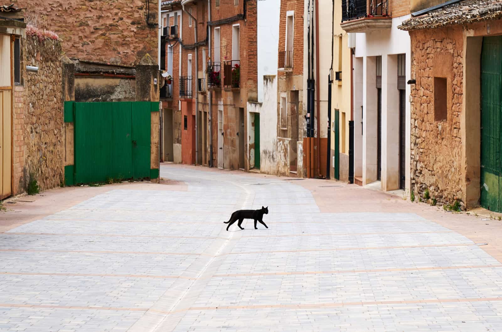 black cat crossing the street