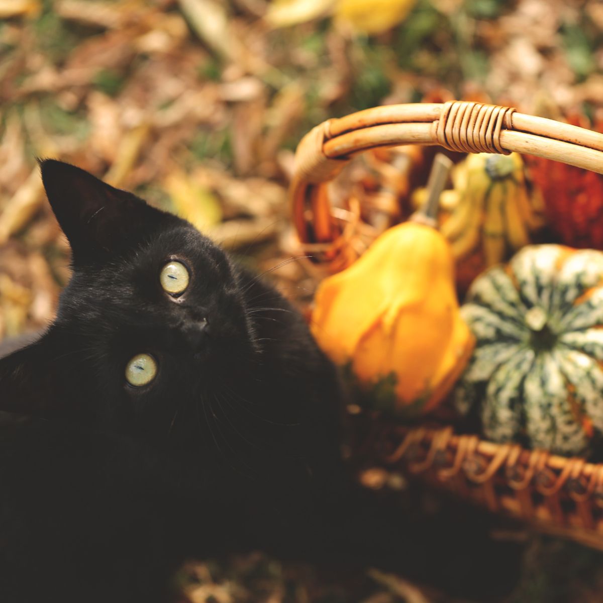 black cat next to pumpkins