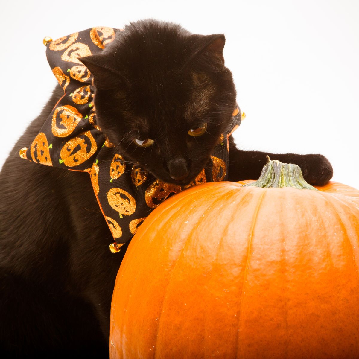 black cat sniffing pumpkin