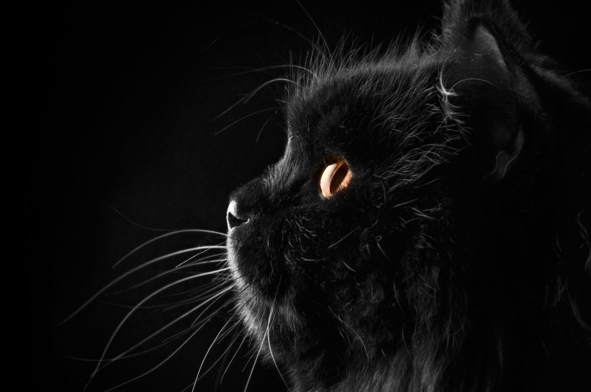 9 Meanings Of A Black Cat Crossing Your Path While Driving