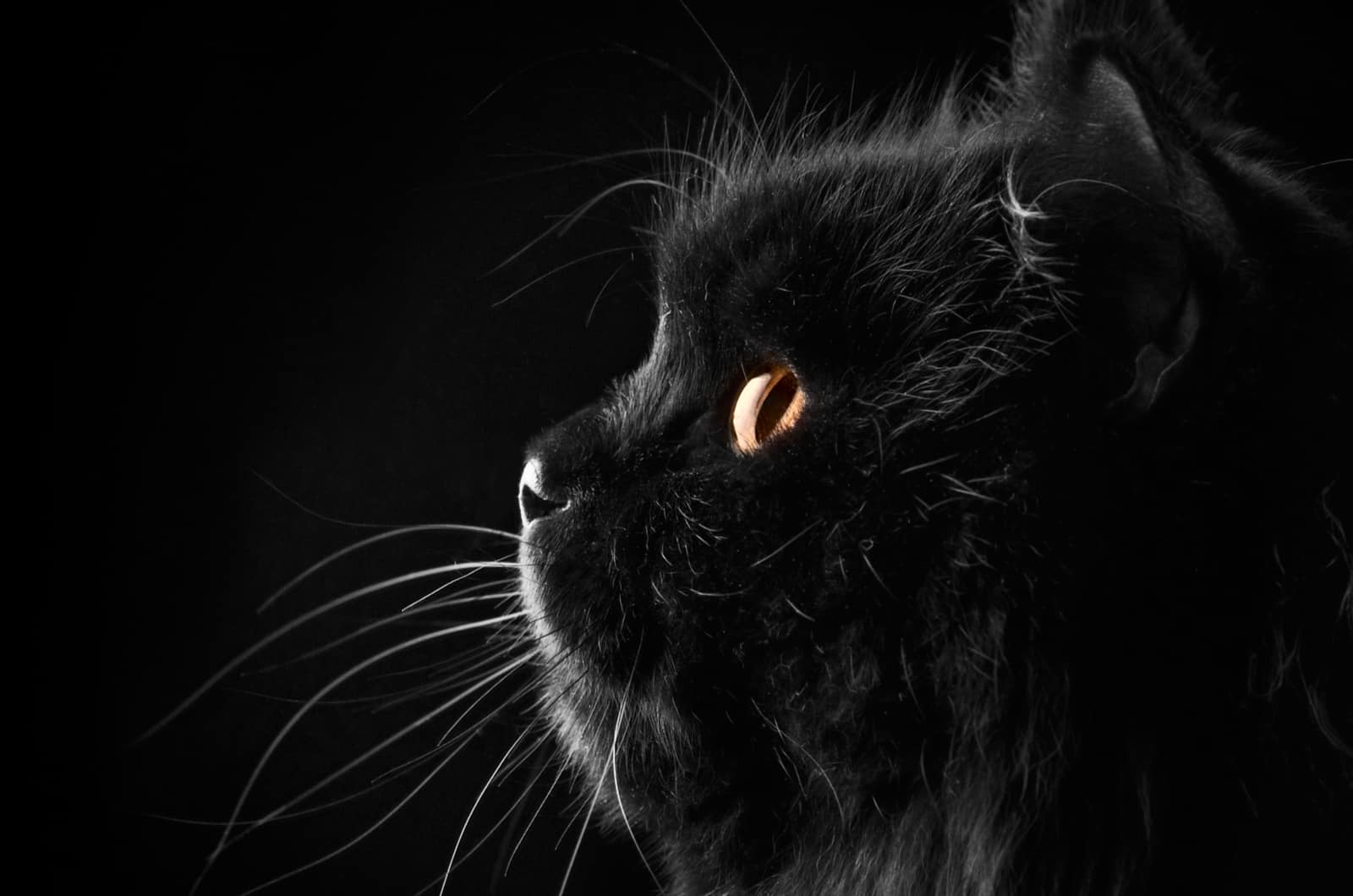 black persian cat on black background