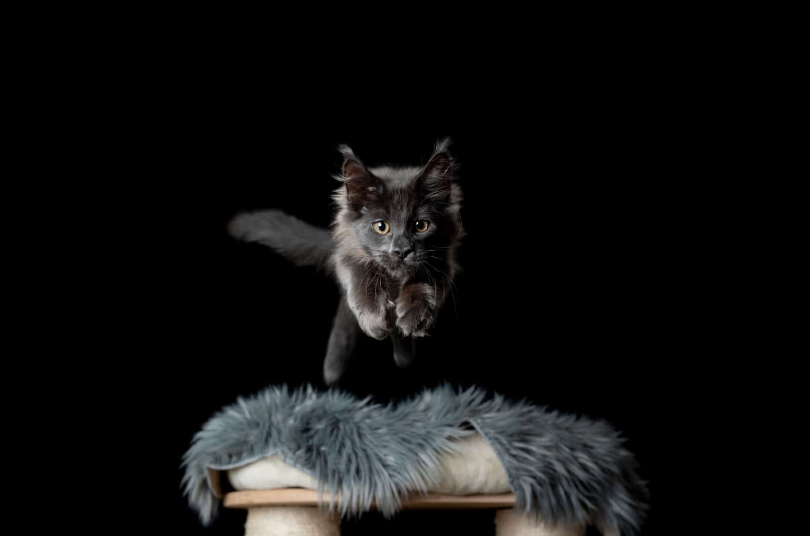 blue maine coon jumping