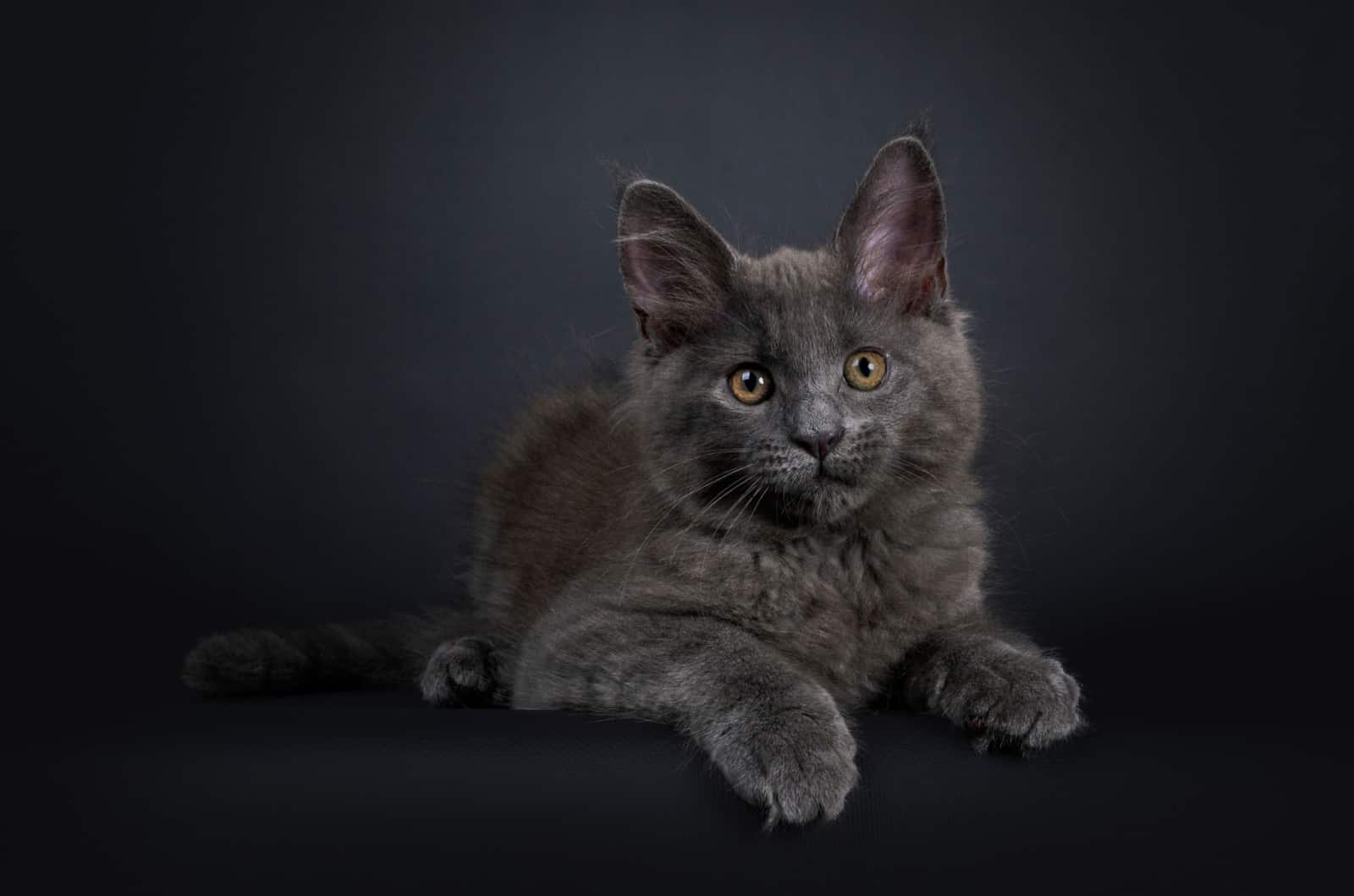 blue maine coon