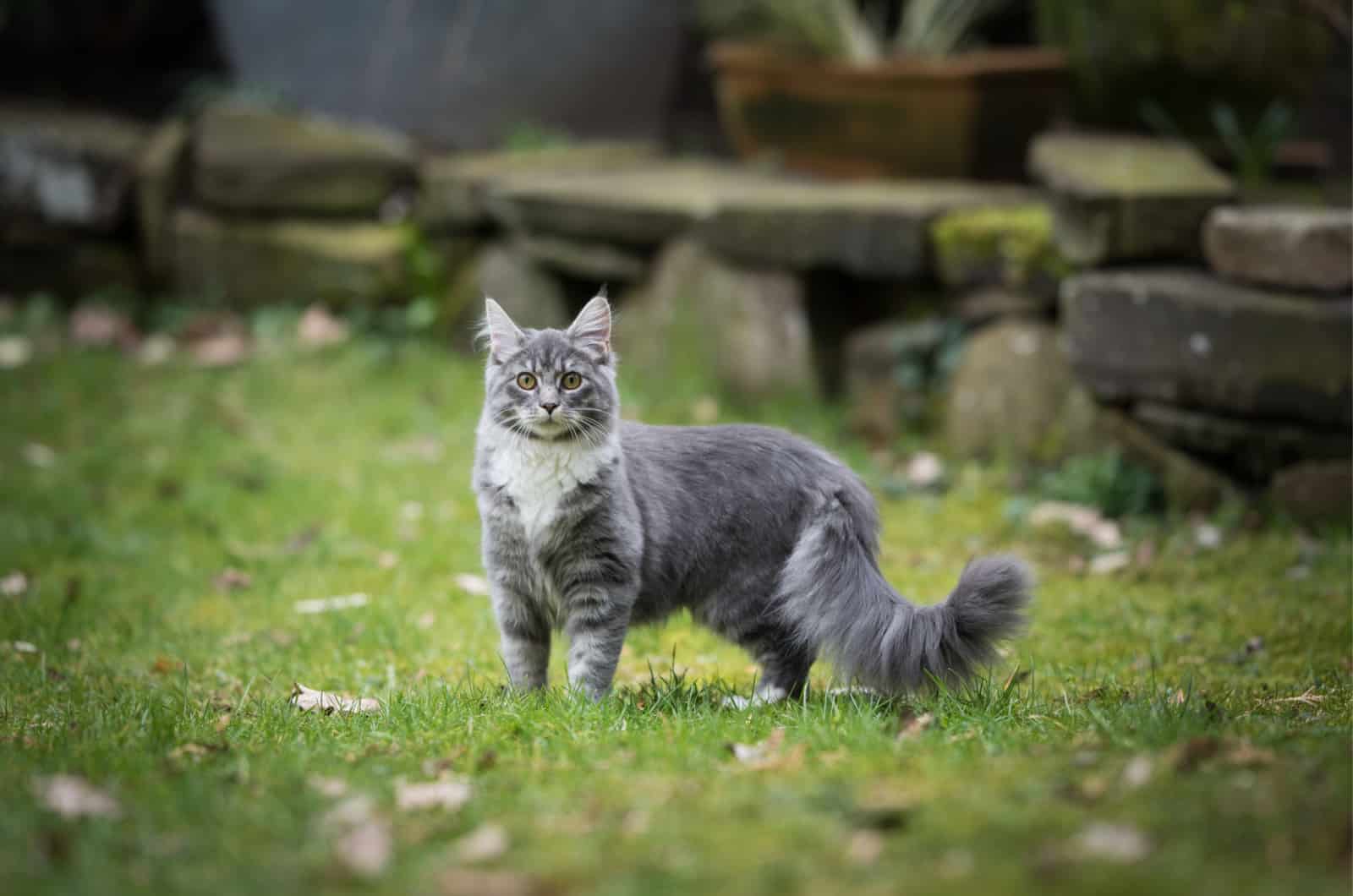 blue silver tabby