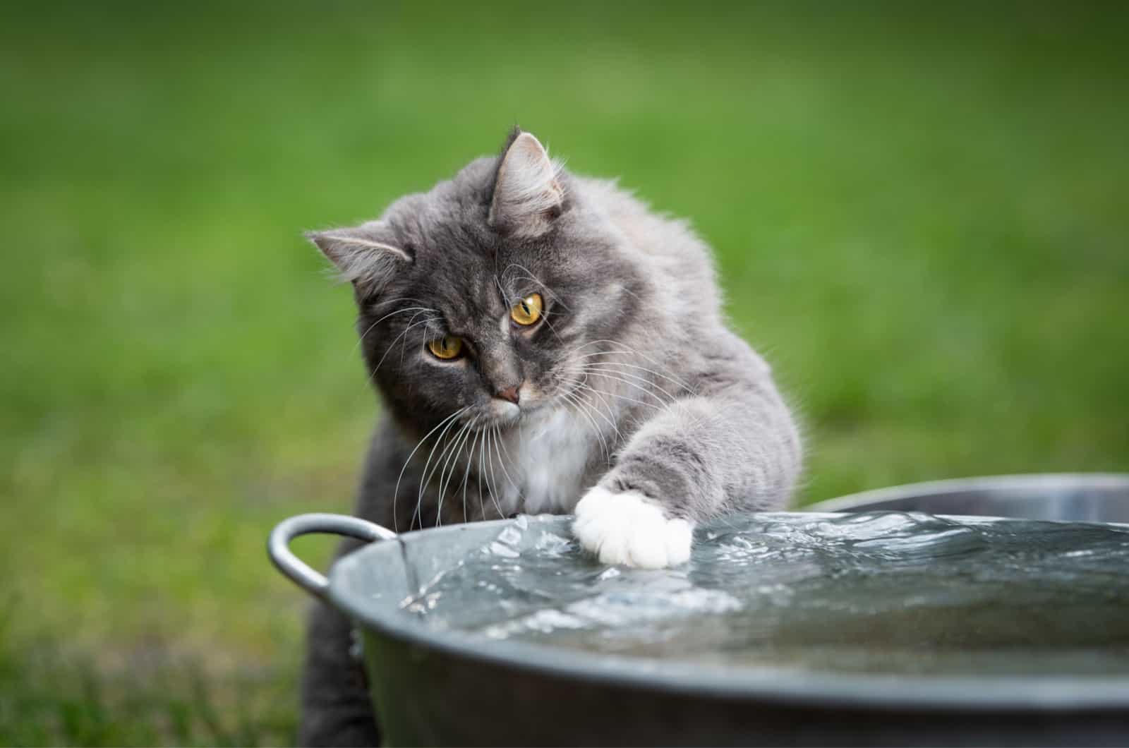 blue tabby maine coon cat