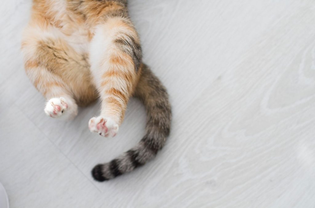 Helping My Cat With Broken Tail - How To Treat It Properly?