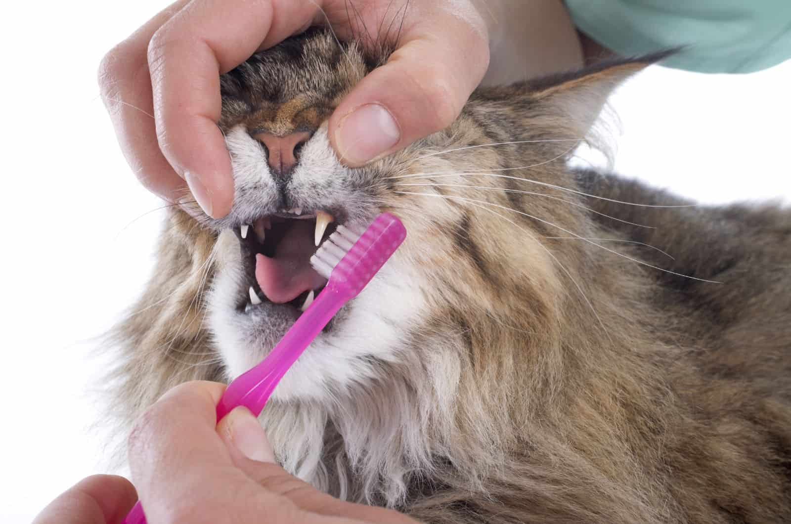 brushing cat's teeth