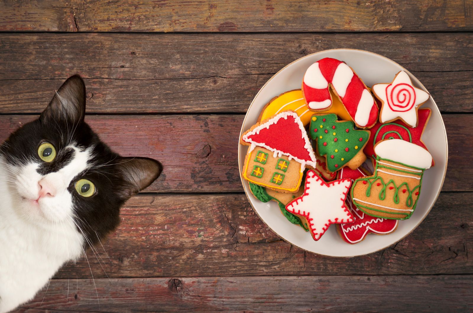 cat and christmas cookies