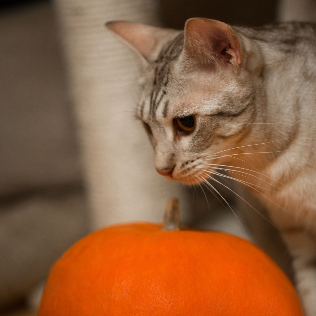 cat and pumpkin