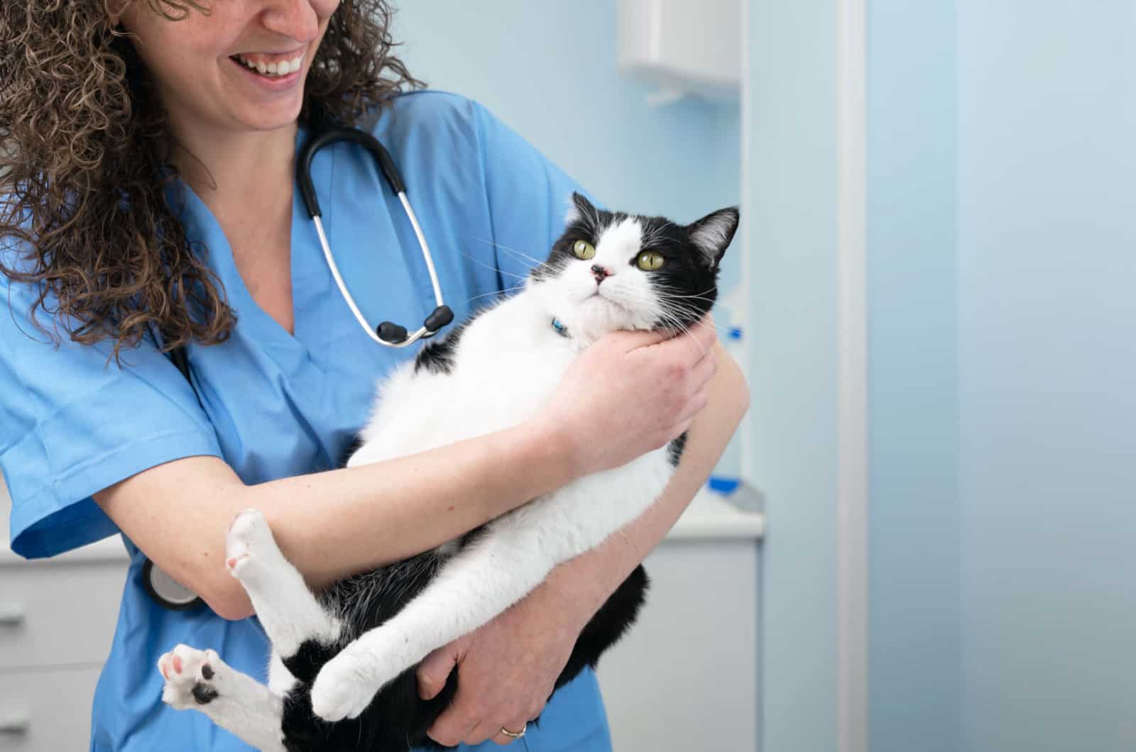 cat at the vet