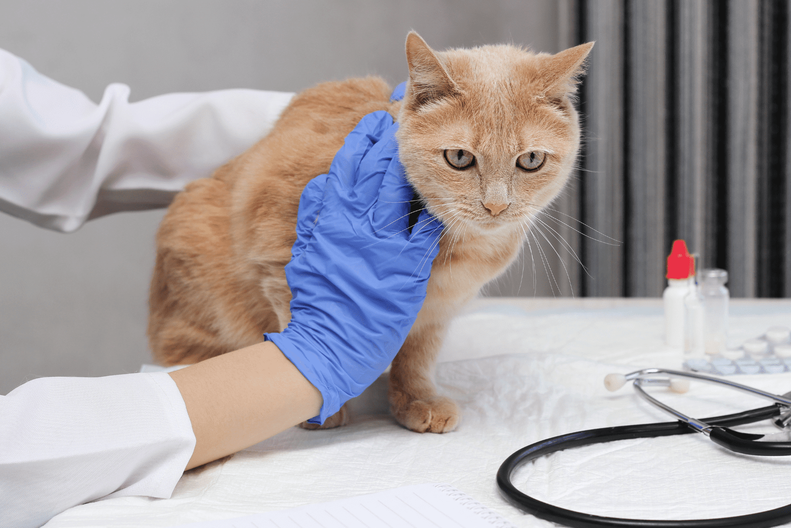 cat at the vet 
