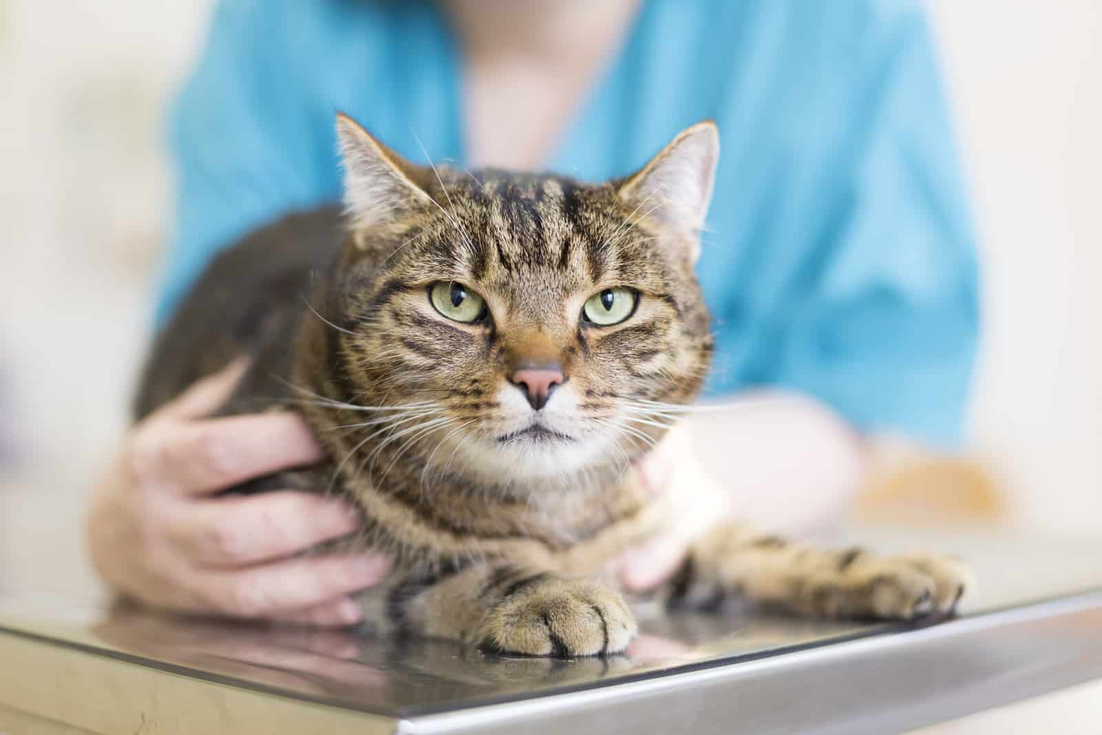 cat at the vet