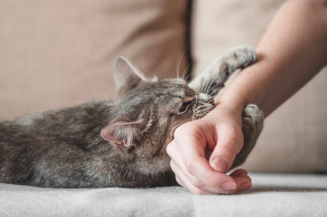 Why Does My Cat Bite Me Gently While Purring? Explained