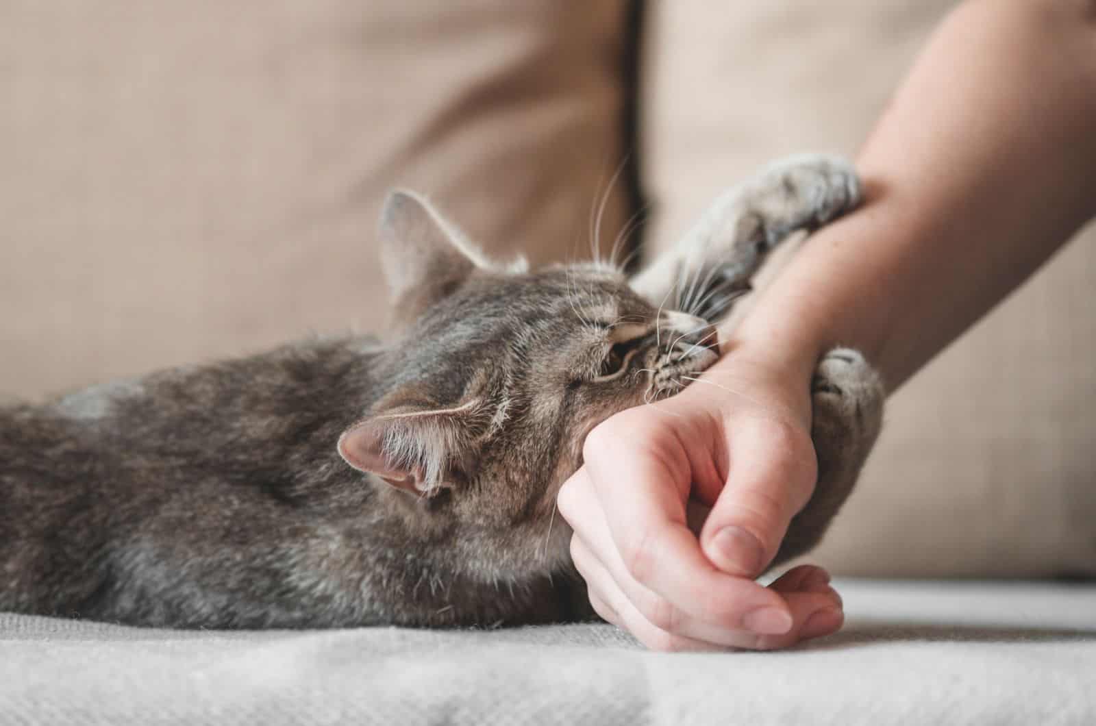 cat biting hand