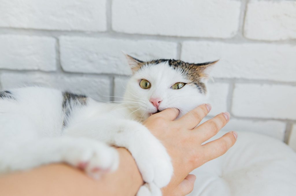 Why Does My Cat Bite Me Gently While Purring? Explained
