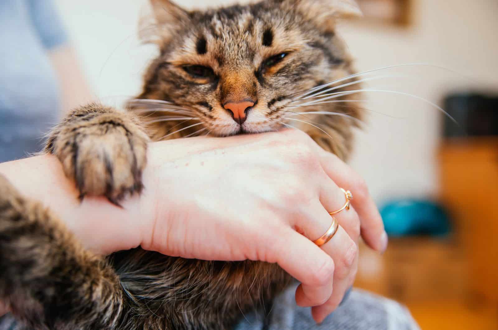 cat biting owner's hand