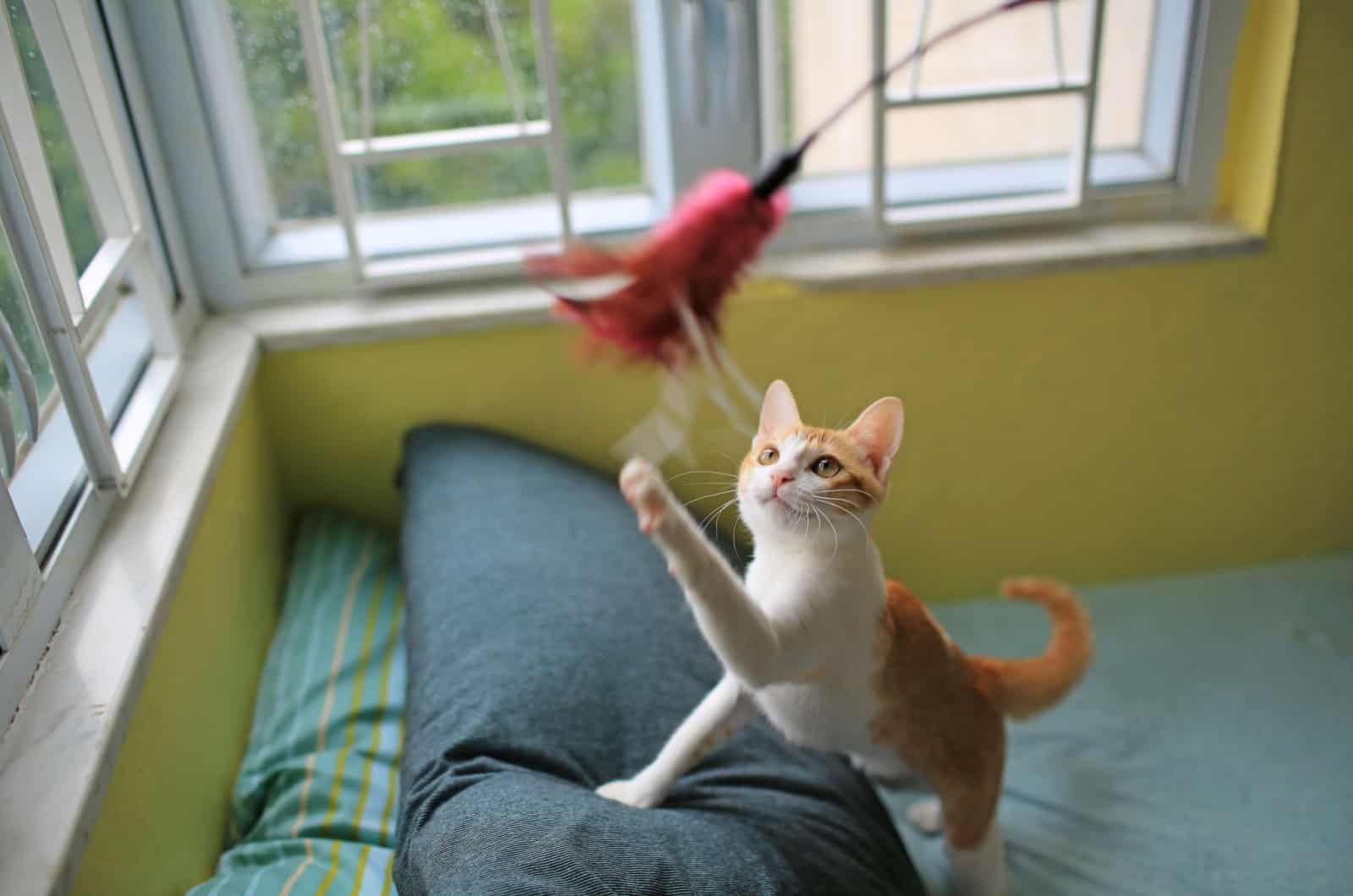 cat chasing a toy