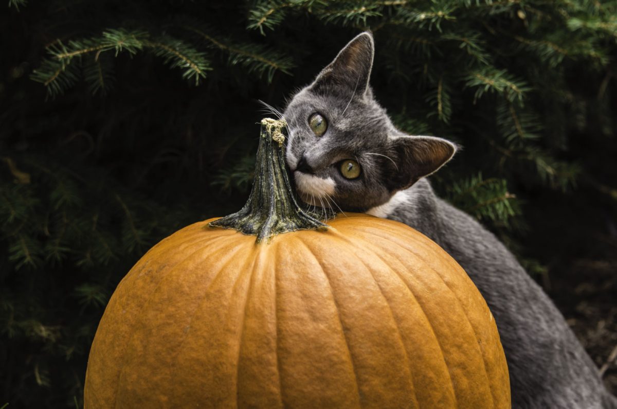 List Of Best Pumpkin Cat Treats In 2023 (+ Homemade Recipes)