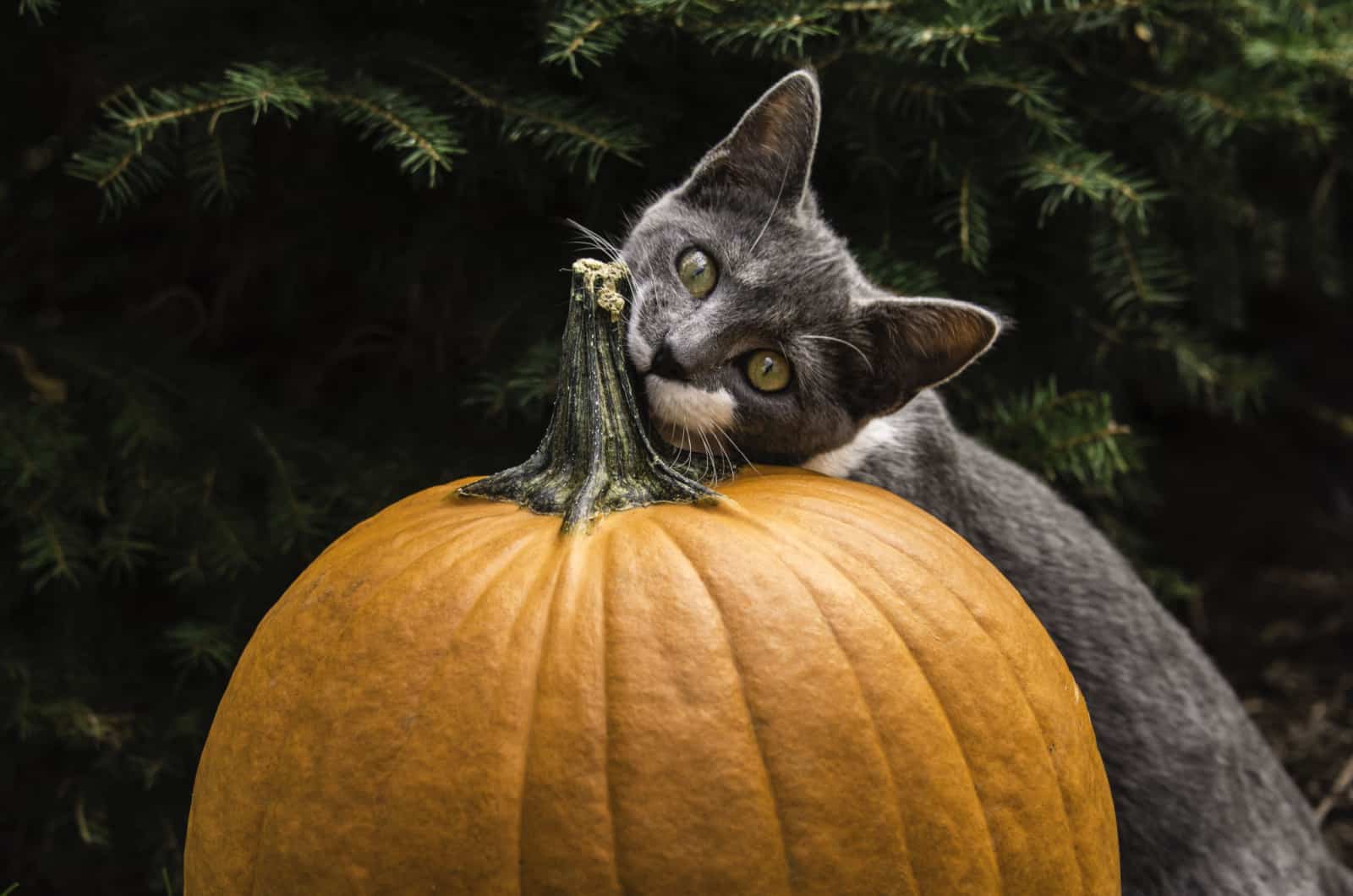 cat chewing on a pumpking