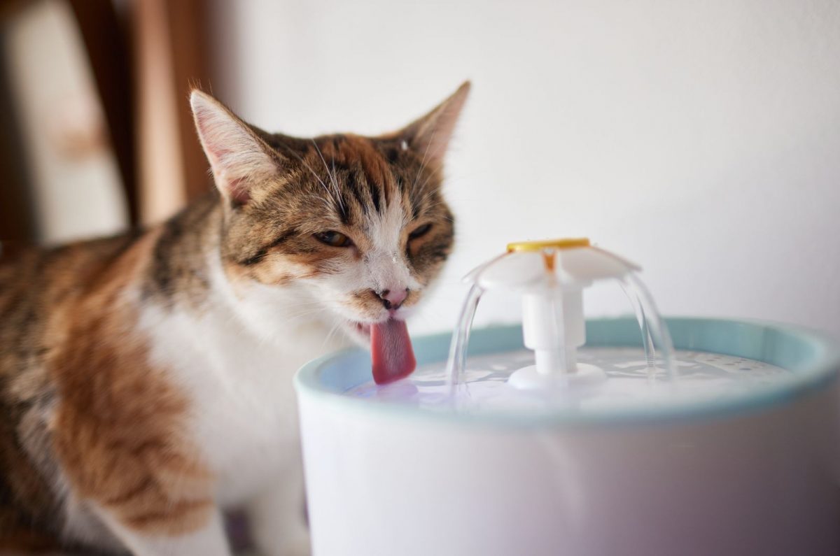 Is Pedialyte For Cats Safe? Yes! And Here's How To Use It