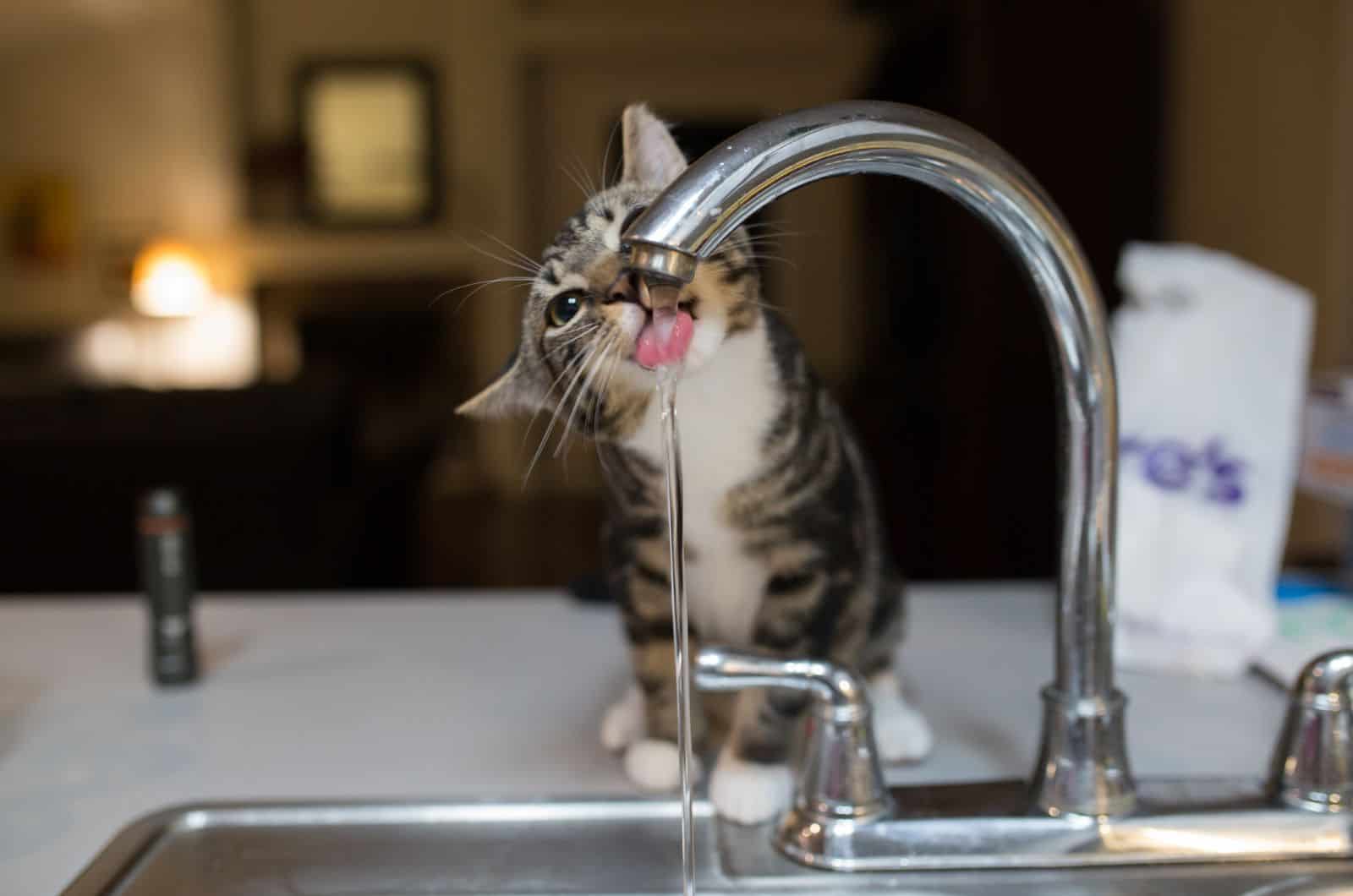 cat drinking water from sink