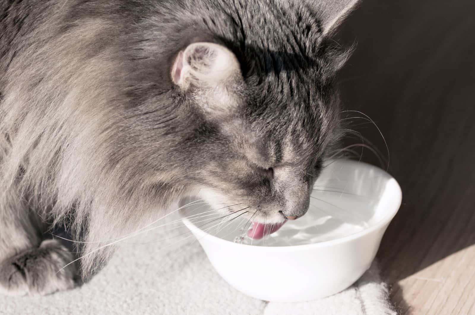 cat drinking water from white bowl
