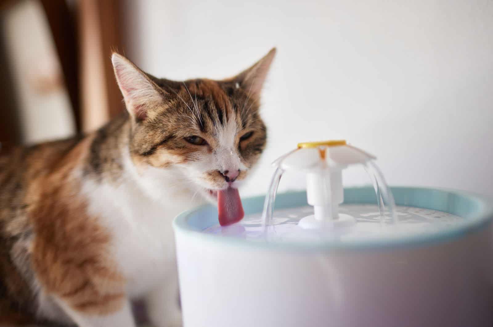 cat drinking water