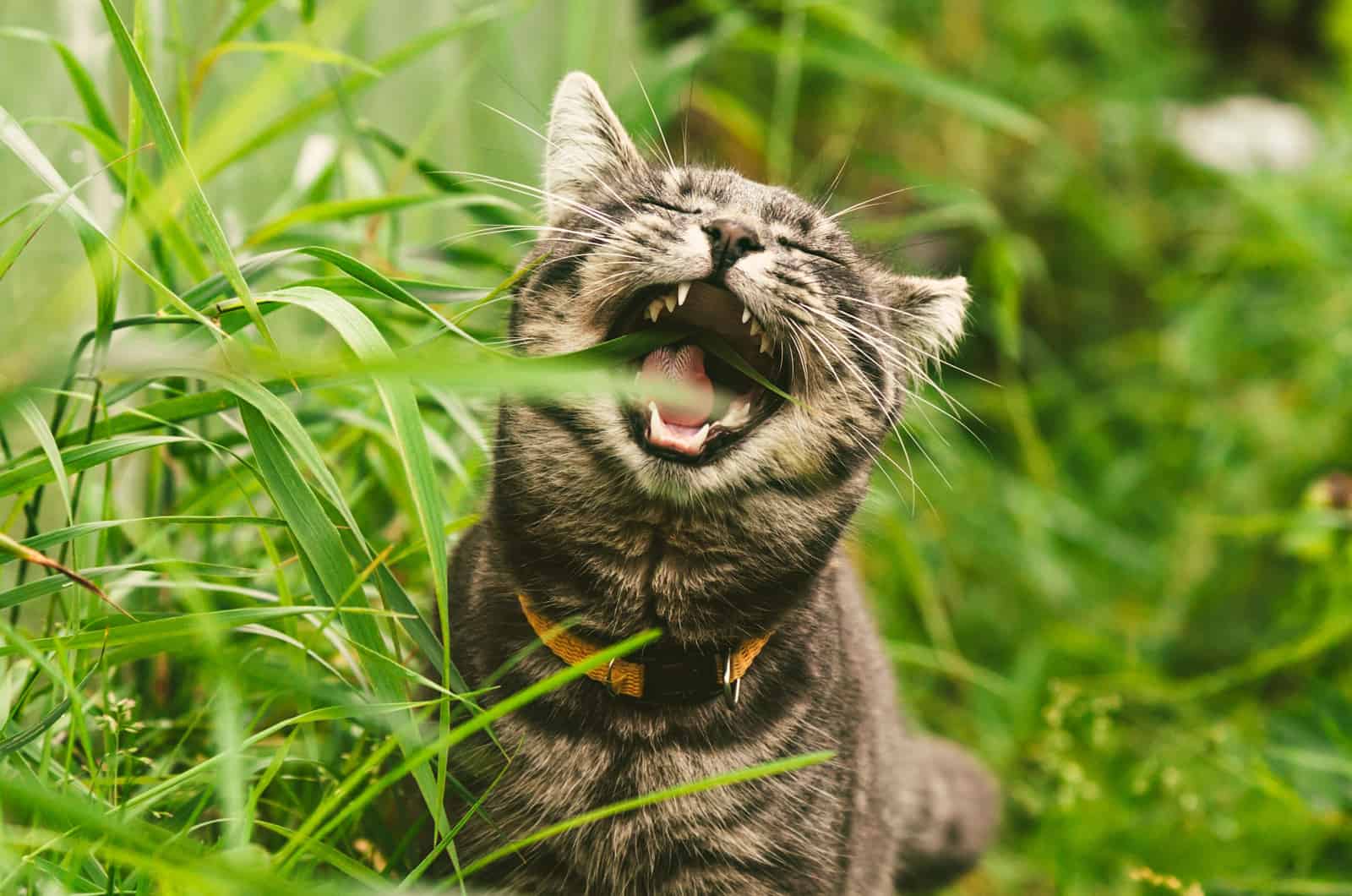 cat eating grass