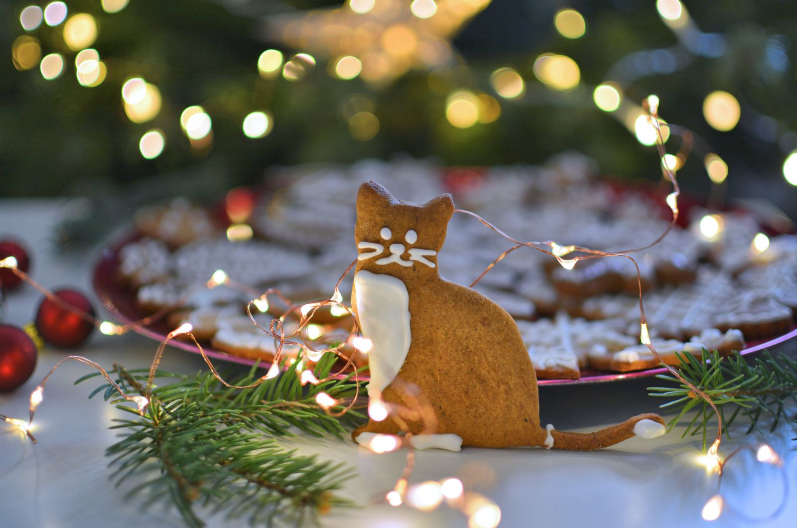 cat gingerbread treat